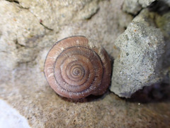 Helminthoglypta ayresiana