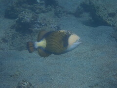 Balistoides viridescens