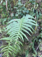 Oreopteris quelpartensis