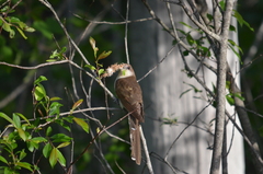 Coccyzus erythropthalmus