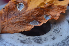 Cameraria ohridella