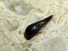 Sepedophilus
