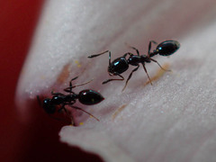 Monomorium ergatogyna