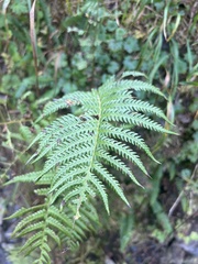 Oreopteris quelpartensis