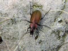 Carabus arvensis