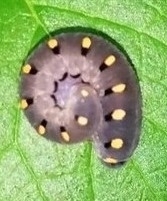 Tenthredo marginella