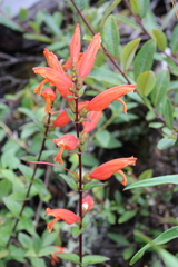 Lamourouxia macrantha