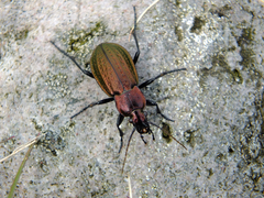 Carabus arvensis