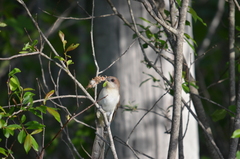 Coccyzus erythropthalmus