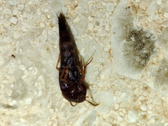 Sepedophilus