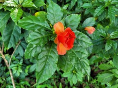 Leuenbergeria bleo