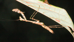 Liturgusella malagassa