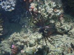 Pterois miles