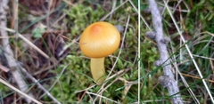 Hygrocybe acutoconica