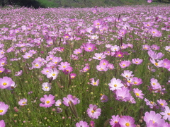 Cosmos bipinnatus