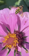 Syrphus knabi