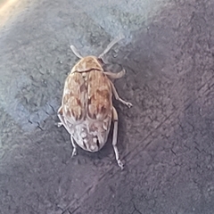 Algarobius bottimeri