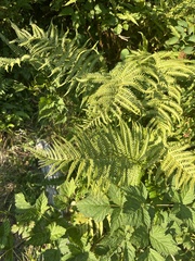 Oreopteris quelpartensis