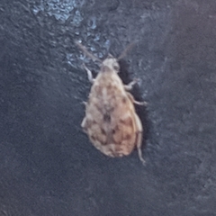 Algarobius bottimeri