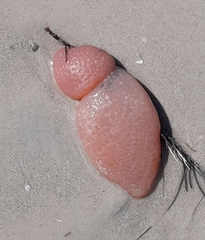 Aplidium stellatum