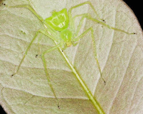 Sparassidae