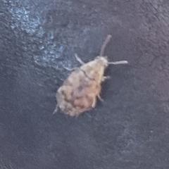 Algarobius bottimeri