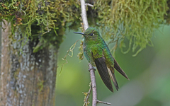 Boissonneaua flavescens