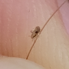 Pediculus humanus capitis