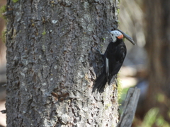 Dryobates albolarvatus