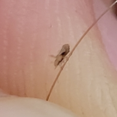Pediculus humanus capitis