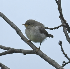 Phylloscopus trochilus