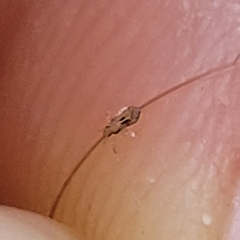 Pediculus humanus capitis