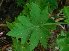 Pelargonium hispidum