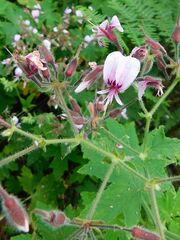 Pelargonium hispidum