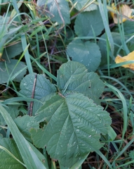 Rubus caesius