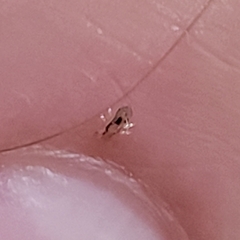 Pediculus humanus capitis