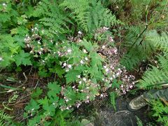 Pelargonium hispidum