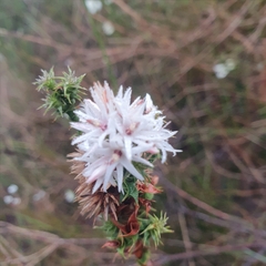 Sprengelia incarnata