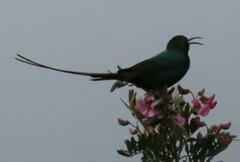 Nectarinia famosa