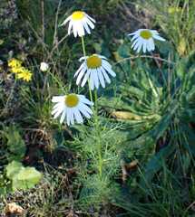 Tripleurospermum