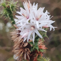 Sprengelia incarnata