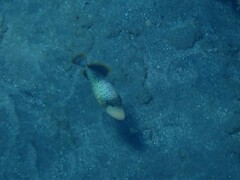 Pseudobalistes flavimarginatus