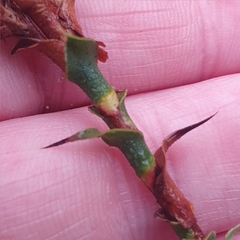 Sprengelia incarnata