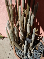 Cleistocactus strausii
