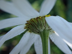 Tripleurospermum