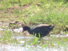Gallinula chloropus meridionalis