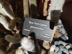 Cleistocactus strausii