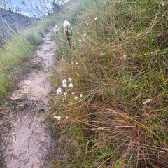 Sprengelia incarnata