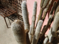 Cleistocactus strausii