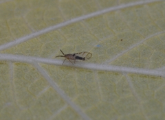 Homotoma ficus